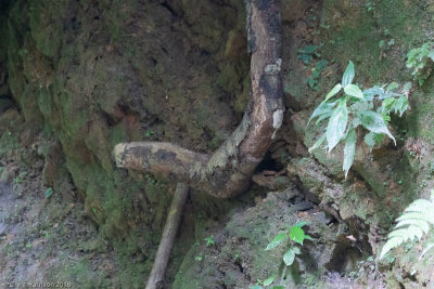 boa looking root