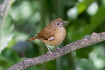 Cocoa Thrush