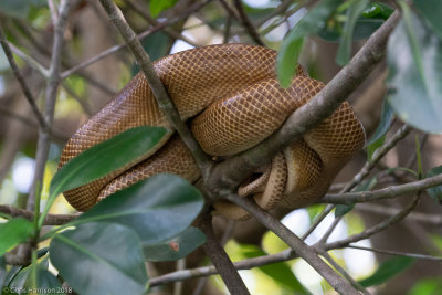 Boas and Pythons