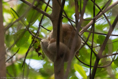 Northeastern Silky AnteaterCyclopes didactylus