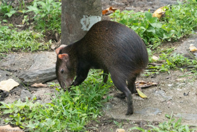 Red-rumped AgoutiDasyprocta leporina