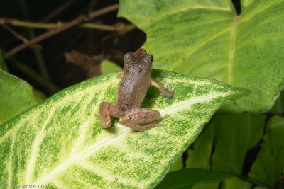 Pristimantis urichiUrich's Litter Frog