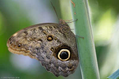 Caligo brasiliensisDark Owl-Butterfly
