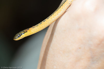 Erythromlamprus nesosTrinidad Black-backed Snake