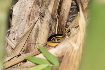 Erythromlamprus nesosTrinidad Black-backed Snake