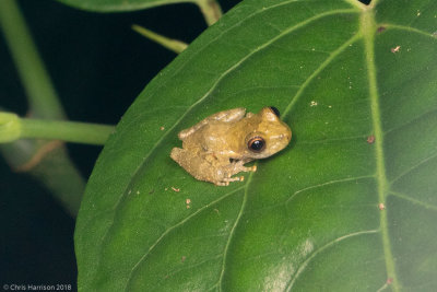 Flectonotus fitzgeraldiMount Tucuche Tree Frog