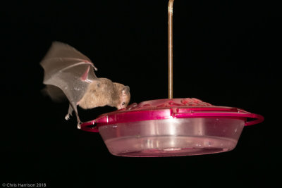 Glossiphaga soricinaPallas's Long-tongued Bat