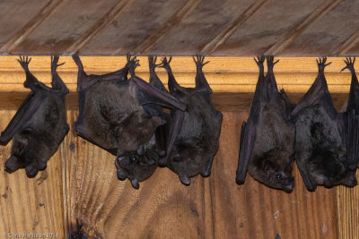 Glossophaga longirostrisMiller's Long-tongued Bat
