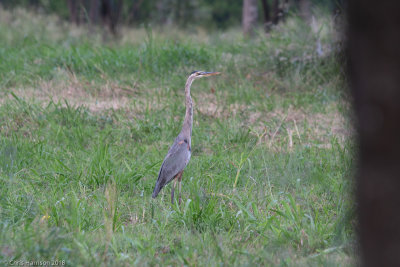 Great Blue Heron
