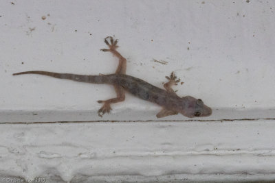 Hemidactylus mabouiaTropical House Gecko