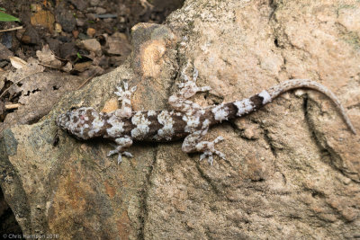 Hemidactylus palaichthusMaria Islands Leaf-toed Gecko