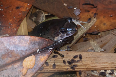 Leptodactylus validusSmooth-skinned Ditch Frog