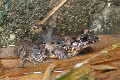 Leptodactylus validusSmooth-skinned Ditch Frog