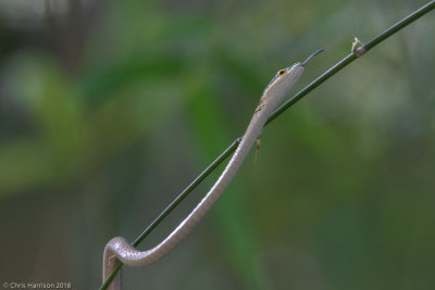 Leptophis coeruleodorsusTrinidad Parrot Snake