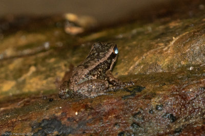 Mannophryne trinitatisTrinidad Poison Frog