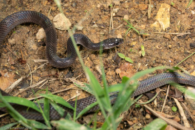 Ninia atrataBrown Coffee Snake