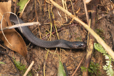 Ninia atrataBrown Coffee Snake