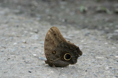 Caligo teucerTeucer Owl-Butterfly