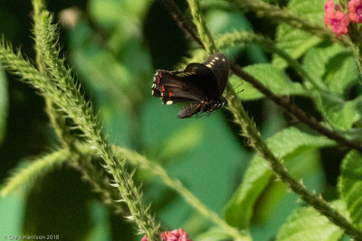 <i>Battus polydamas</i><br>Polydamas Swallowtail