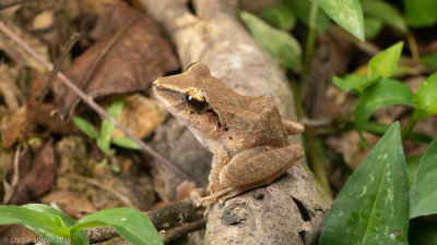 Pristimantis charlottevillensisCharlottesville Litter Frog