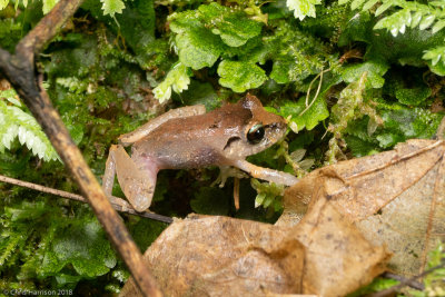 Pristimantis urichiUrich's Litter Frog
