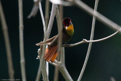 Ruby-topaz Hummingbird