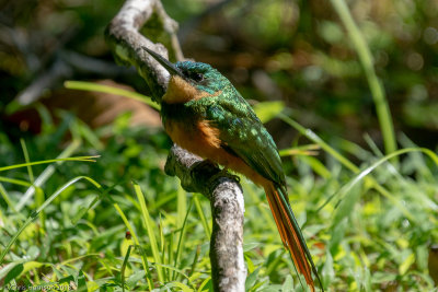 28 - Woodpeckers, Toucans, Barbets and Allies