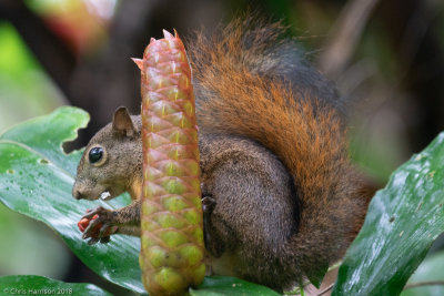 Red-tailed SquirrelSciurus granatensis