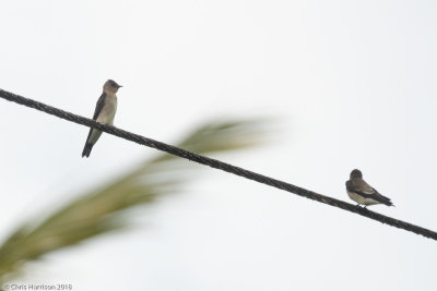 Southern Rough-winged Swallow