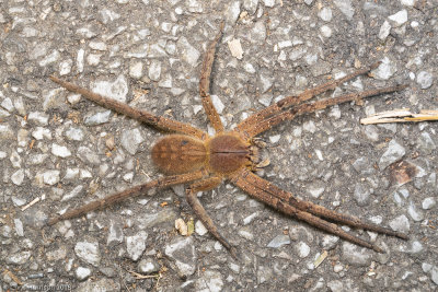 Phoneutria sp.Wandering Spider