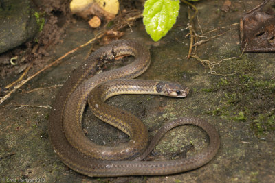 Tantilla melanocephalaBlack-headed Snake