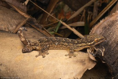 Thecadactylus rapicaudaTurniptail Gecko
