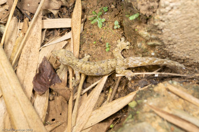 Thecadactylus rapicaudaTurnip-tailed Gecko