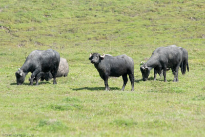 Water BuffaloBubalus bubalis