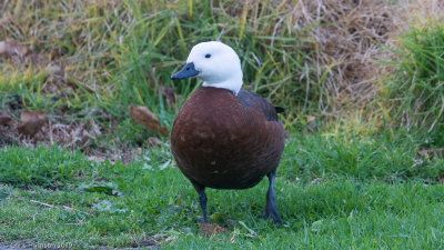 Paradise Shelduck - male