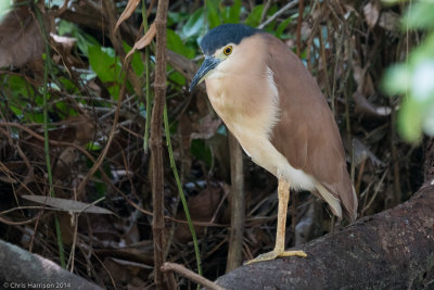 Herons and Bitterns