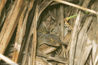 Australasian Geckos