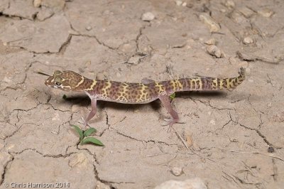 Coleonyx brevisTexas Banded Gecko