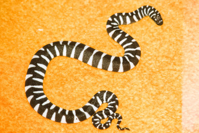 Acrochorus granulatusMarine File Snake