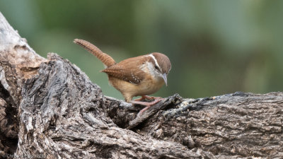 Carolina Wren