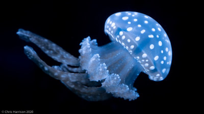 Sponges, Corals and Relatives