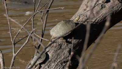 <i>Graptemys sabinensis</i><br>Sabine Map Turtle