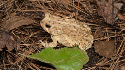 Anaxyrus americanus charlesmithiiDwarf American Toad