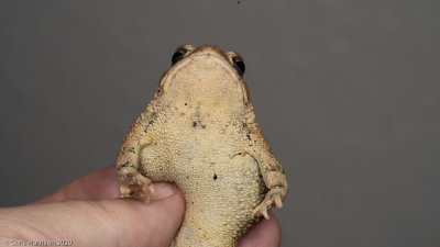 Anaxyrus americanus charlesmithiiDwarf American Toad