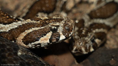 Viperid Snakes