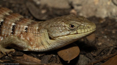 Elgaria multicarinata