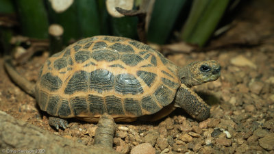 Tortoises
