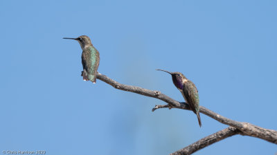 Lucifer & Ruby-throated Hummingbird
