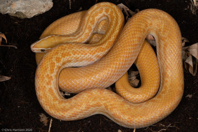 T+ albino Cape House SnakeBoaedon capensis