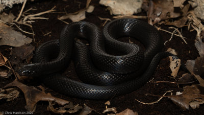 Lampropeltis leoniscaptive born